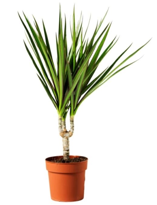 Dracena Plant