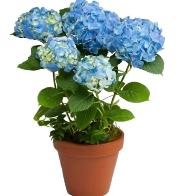Hortensia Plant