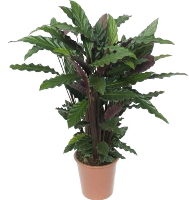 Calathea Plant
