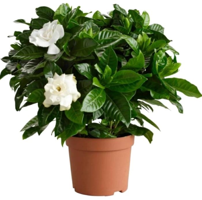Gardenia Plant