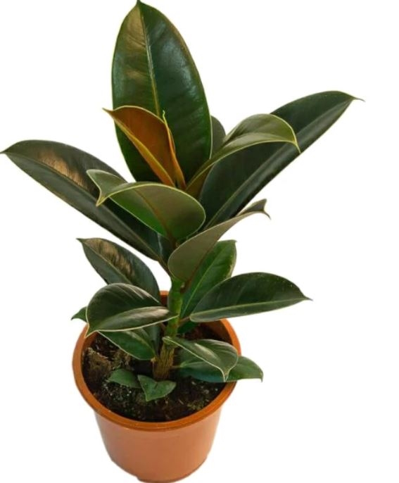 Ficus Plant