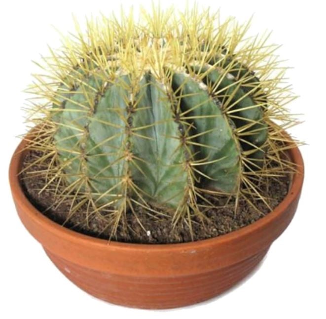 Cactus Plant
