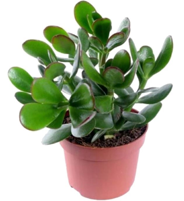 Crassula Plant