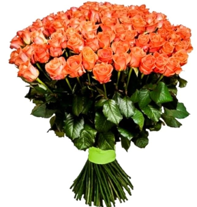 101 Coral Roses
