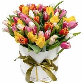 Tulip Song (35 Tulips)