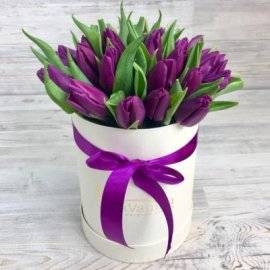 Passionate Purple Tulips (27 Tulips)