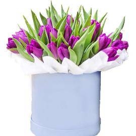 Purple tulips in box (37 Tulips)