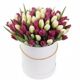Morning Melody (55 Tulips)