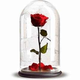 Eternal Red Rose (Black Rose)