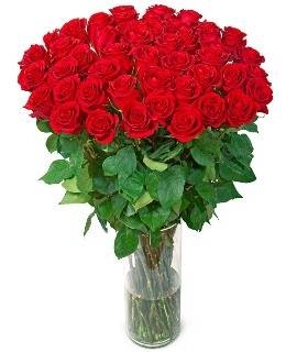 Premium Red Roses (37 Roses)