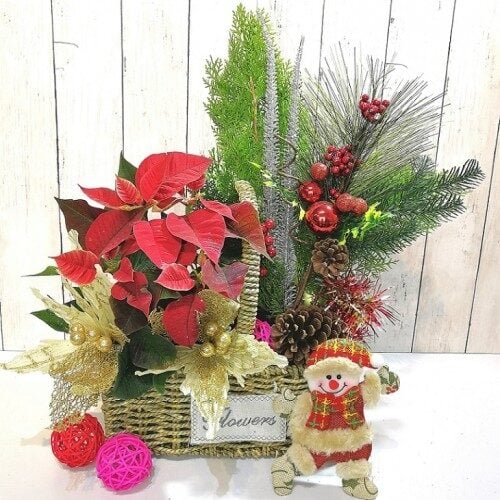 Poinsettia Arrangement (Standard)