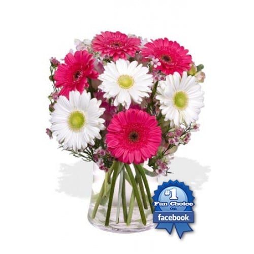 7 Gerbera Vase Bouquet(Standard)