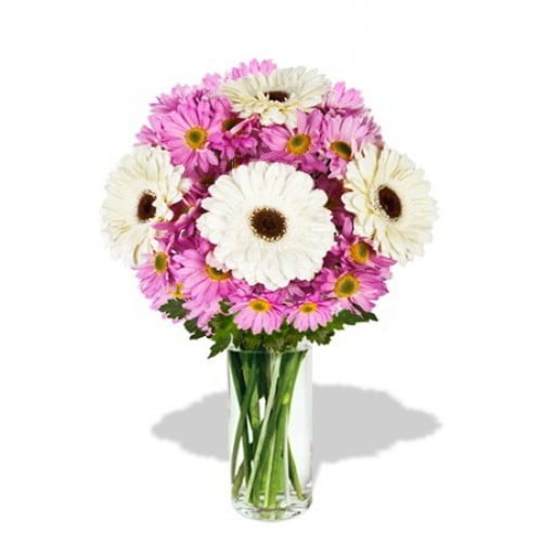 8pcs Gerberas and Chrysanthemum Vase Bouquet(Standard)