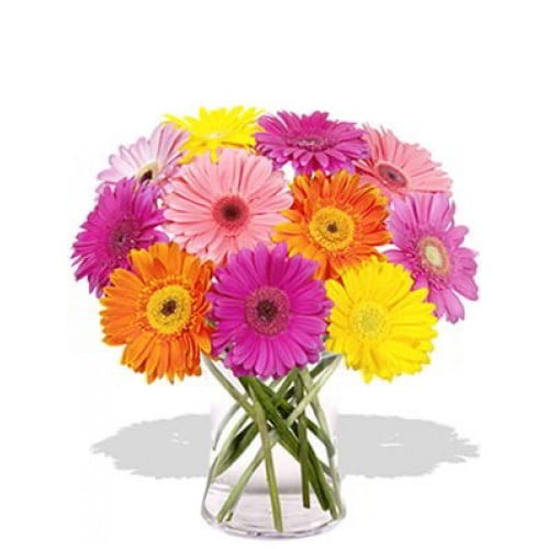 12 Gerberas Vase Bouquet(Standard)