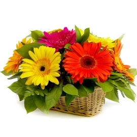 Have A Sunny Day (15 Gerberas)