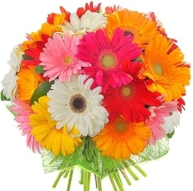Rainbow With Gerberas (17 Gerberas)