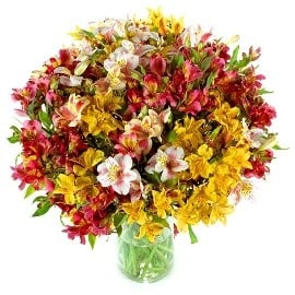 77 Colorful Alstromerias (No Vase)