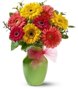 Daisy Dazzle In Vase (No Vase)