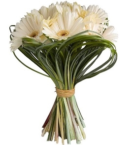 Sweetness And Serenity (15 Gerberas)