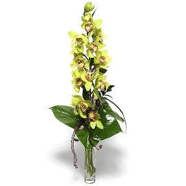 Magic Of Orchids (No Vase)