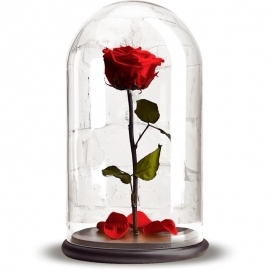 Eternal Red Rose
