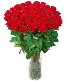 Premium Red Roses (37 Roses)