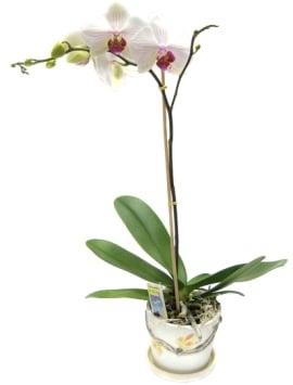 Blooming Orchid Plant