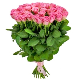 Long-Stem Pink Roses (35 Roses)