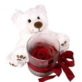 Teddy & Red Rose