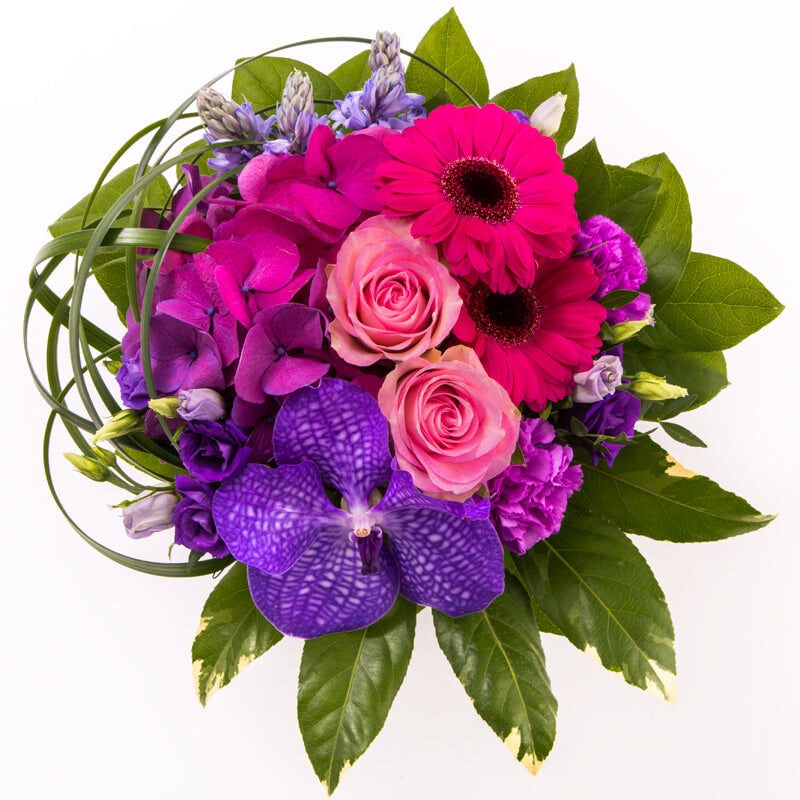 Purple (Small)