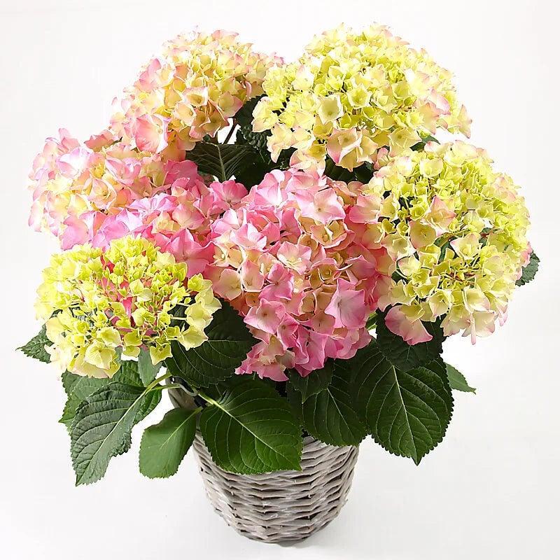 Hortensia (Large)