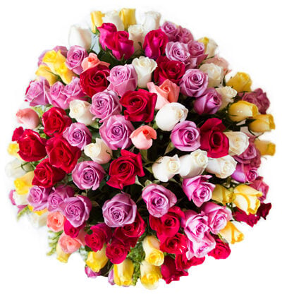 100 long stem color roses