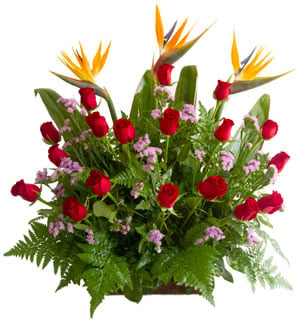 Birds of paradise and roses
