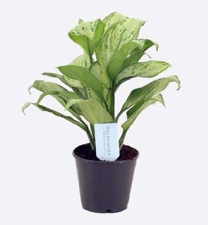Aglaonema Commutatum (40/45 cm Ht x 13 cm Dia)