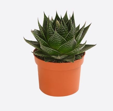Aloe Cosmo