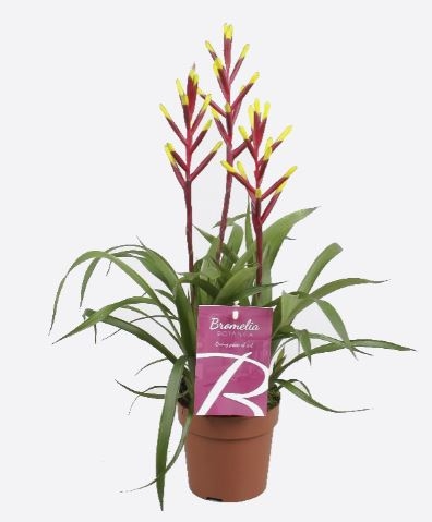 Guzmania Lingulata