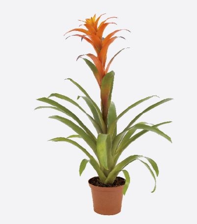 Guzmania Lingulata (60 cm Ht x 15 cm Dia)