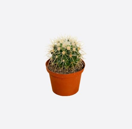 Echinocactus Grusonii Hildm