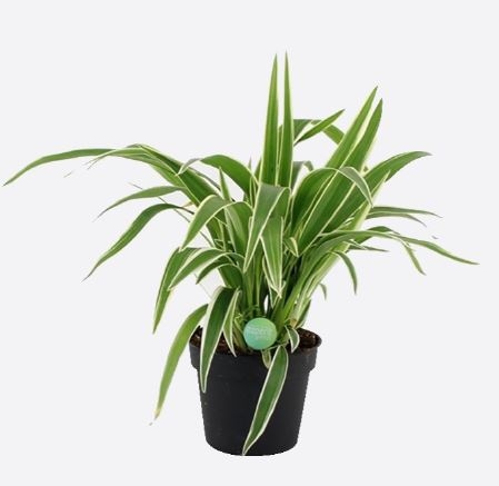 Chlorophytum Comosum