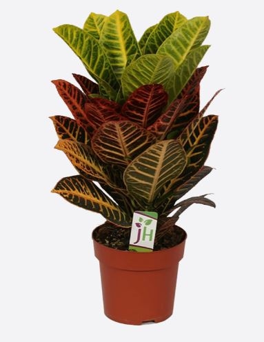 Codiaeum Variegatum(1)