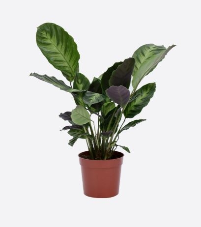 Ctenanthe Burle-Marxii