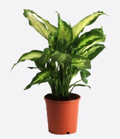 Dieffenbachia Seguine(1)
