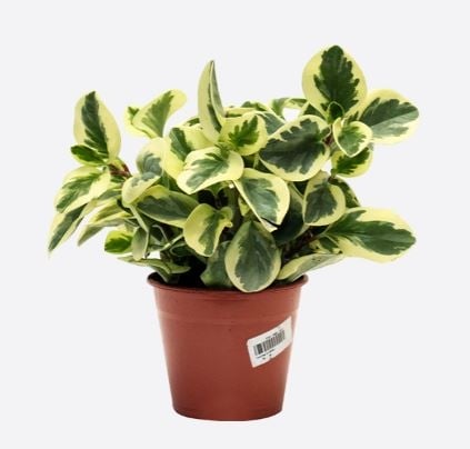 Peperomia Argyreia