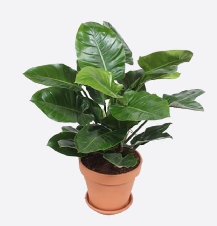 Philodendron (30/40 cm Ht x 13 cm Dia)