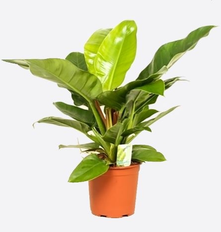 Philodendron Cordatum Gold