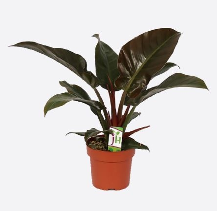 Philodendron Tatei (30/40 cm Ht x 14 cm Dia)