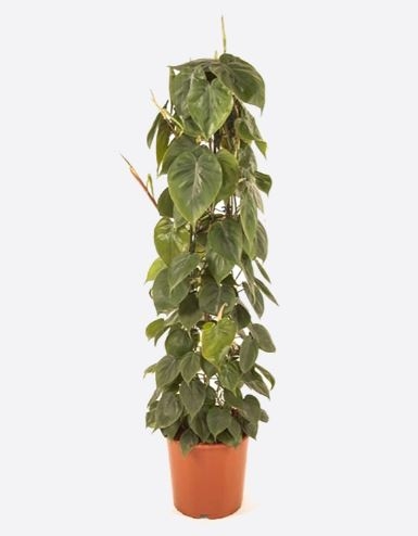 Philodendron Scandens (20 cm Ht x 12 cm Dia)