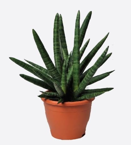 Sansevieria Cylindrica(javelines)