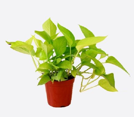 Epipremnum Aureum Agm (30/40 cm Ht x 12 cm Dia)