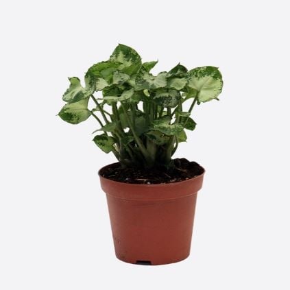 Syngonium Podophyllum